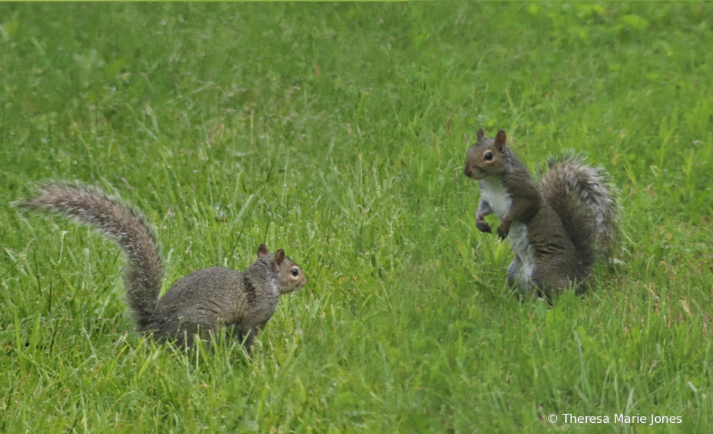 Squirrels - ID: 15924360 © Theresa Marie Jones