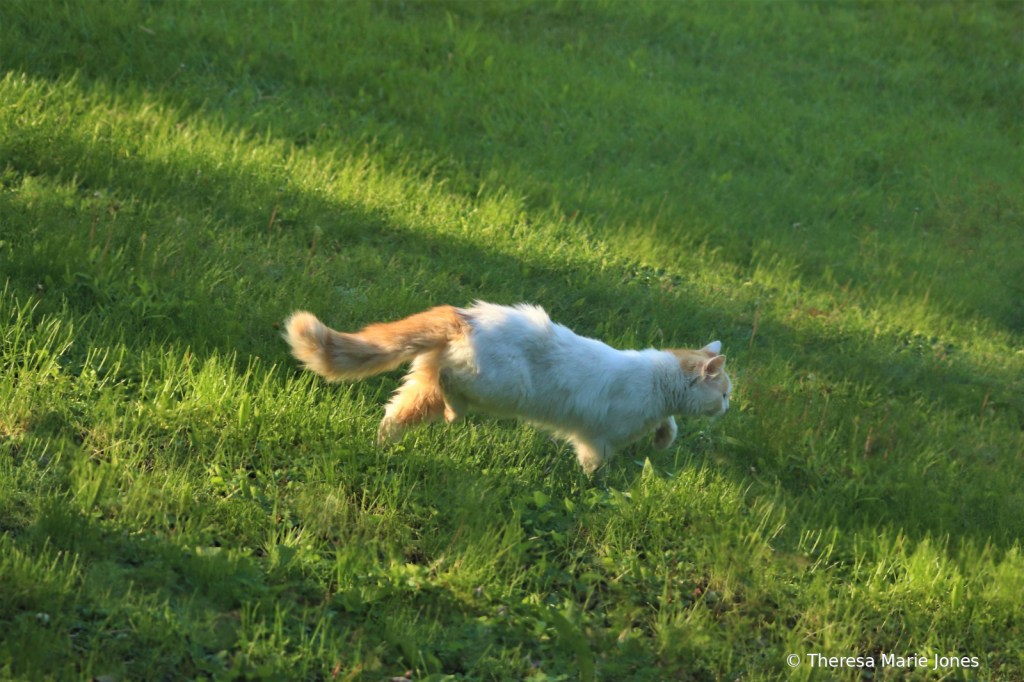 Running - ID: 15924369 © Theresa Marie Jones