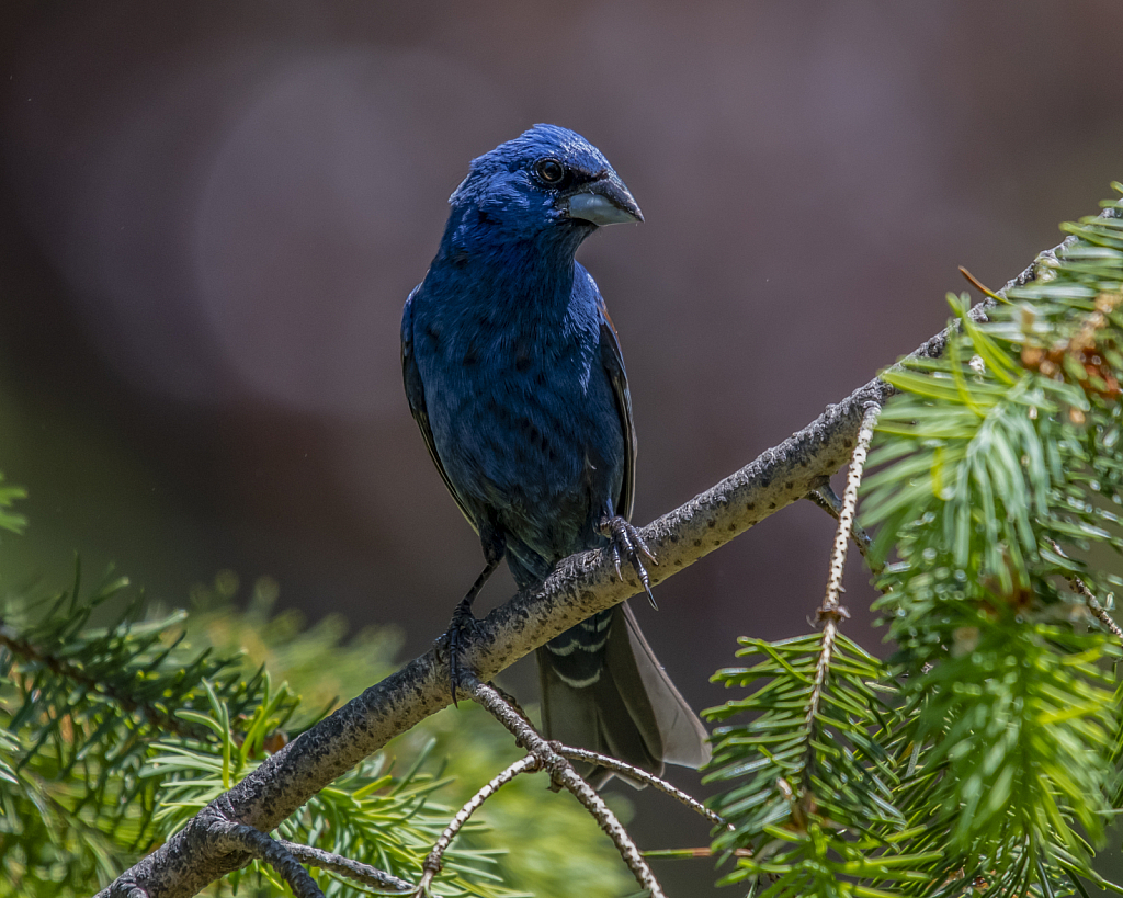 Blue Grosbeak