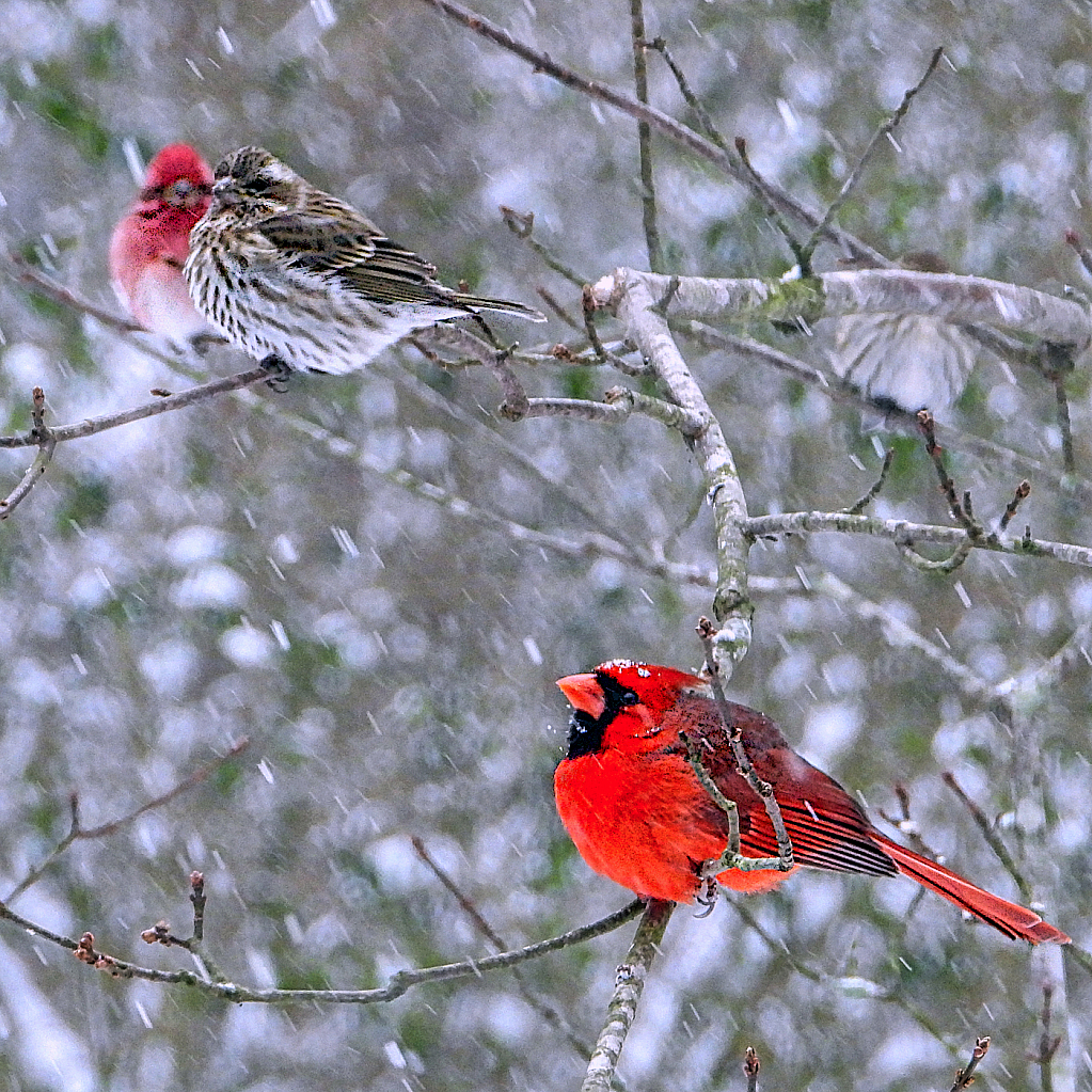 Winter - ID: 15924790 © Janet Criswell