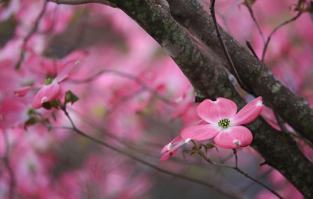 Dogwood Out My Window