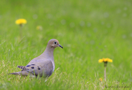Nice Day For A Mourning Dove