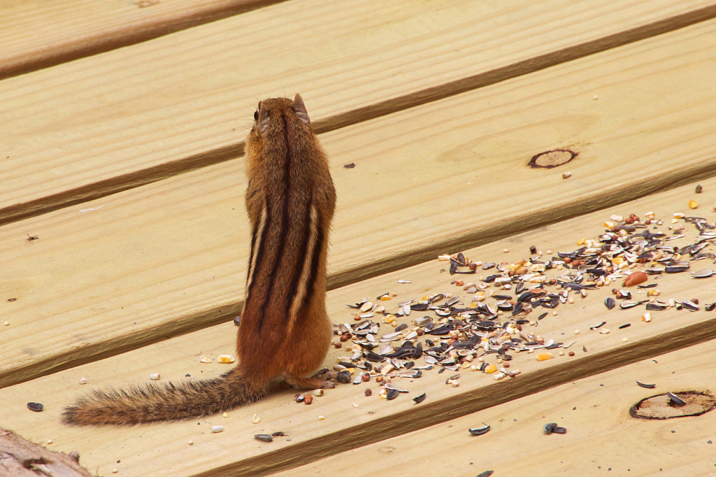 Stripes - ID: 15925688 © Johanna S. Billings