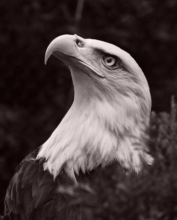 eagle b&w