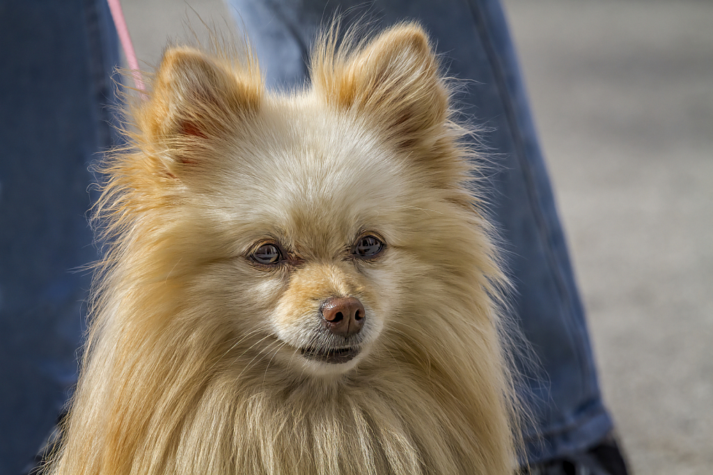 Pretty Pup Portrait 1040