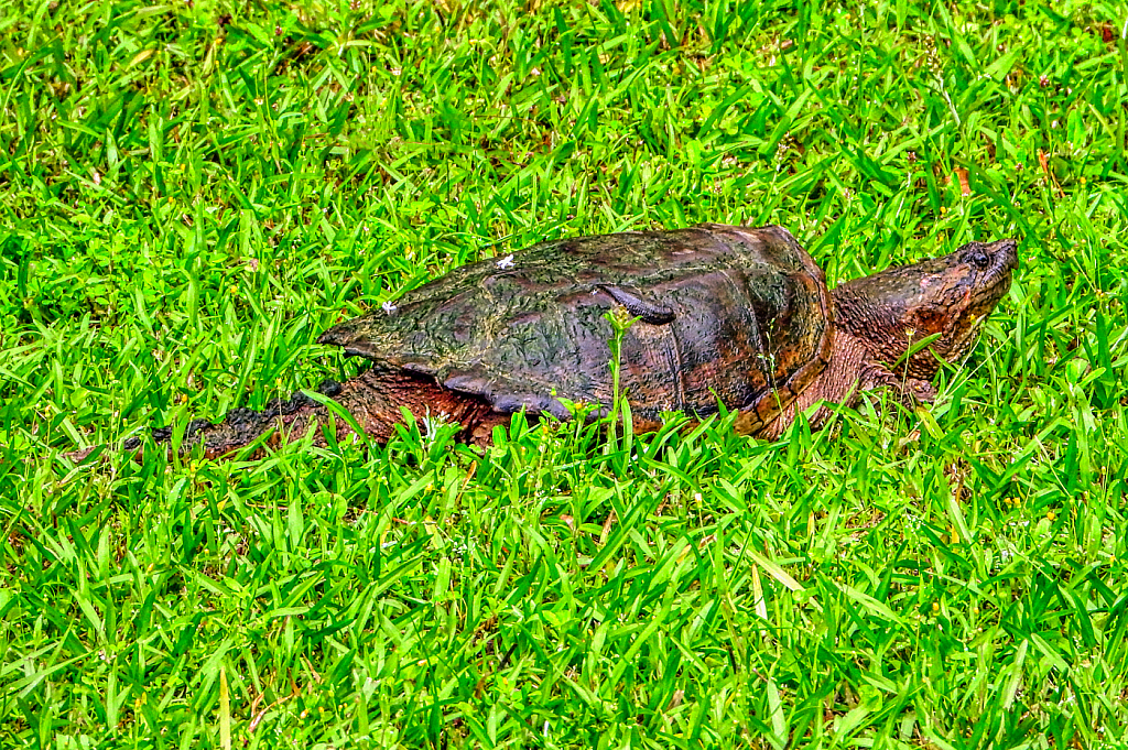 Hitchhiker - ID: 15925784 © Janet Criswell