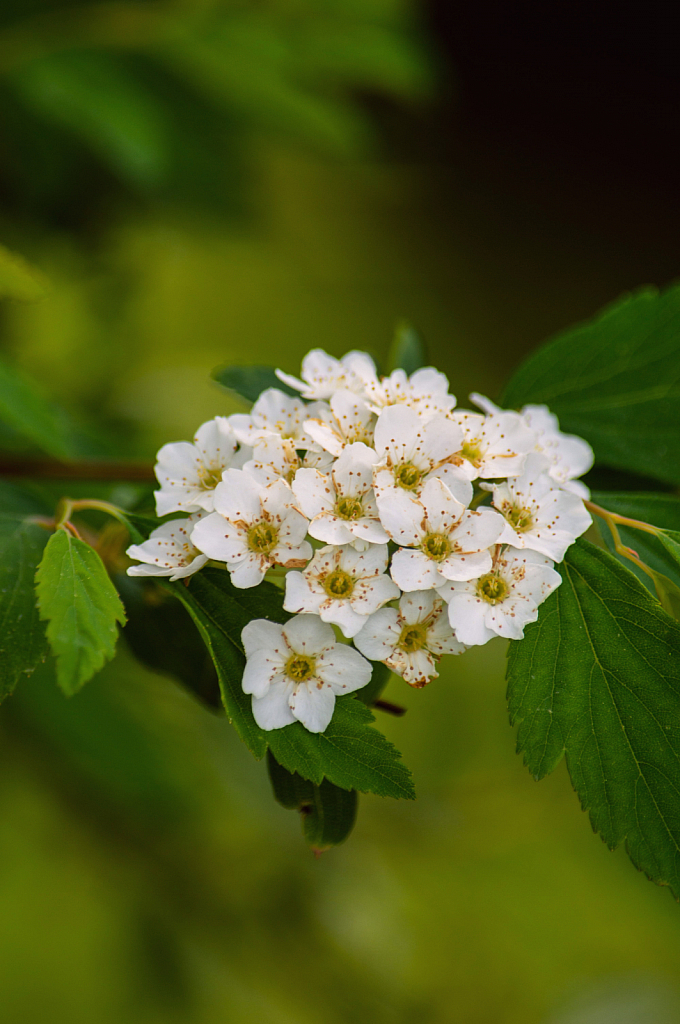 Shrub Flowers