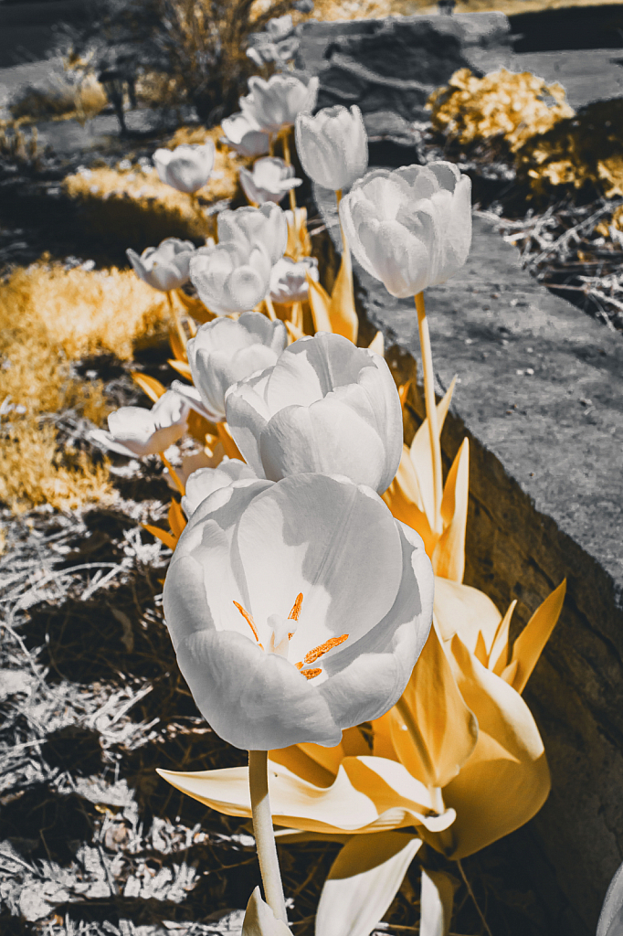 Infrared tulips