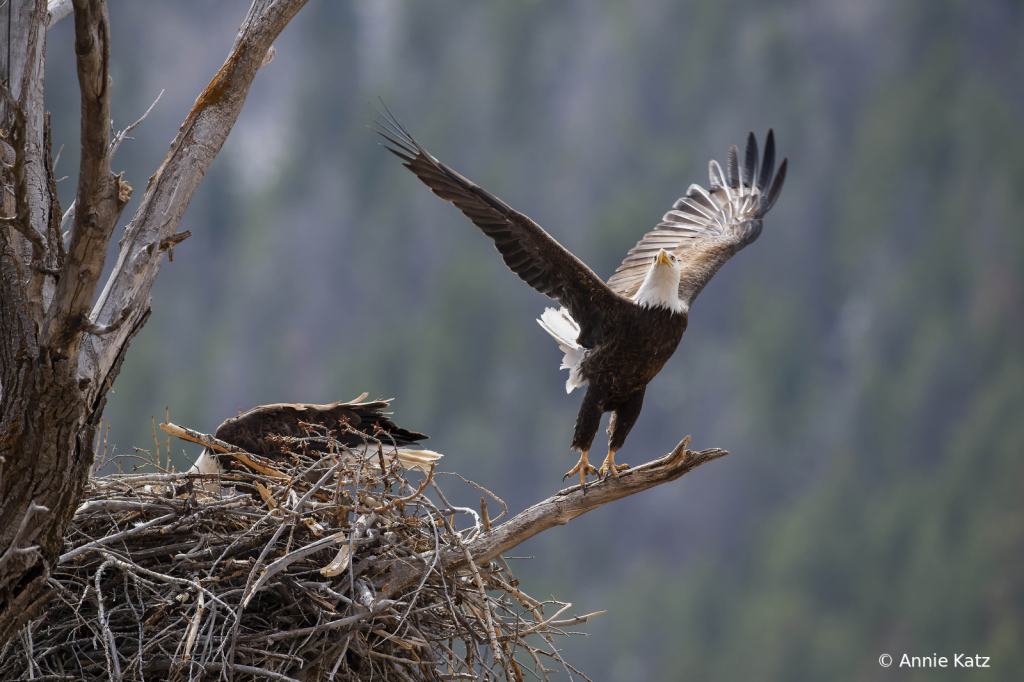 WingstotheSky - ID: 15925883 © Annie Katz