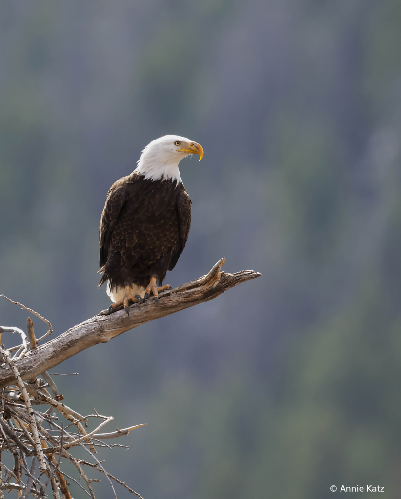 YoungMaleBaldEagle - ID: 15925884 © Annie Katz