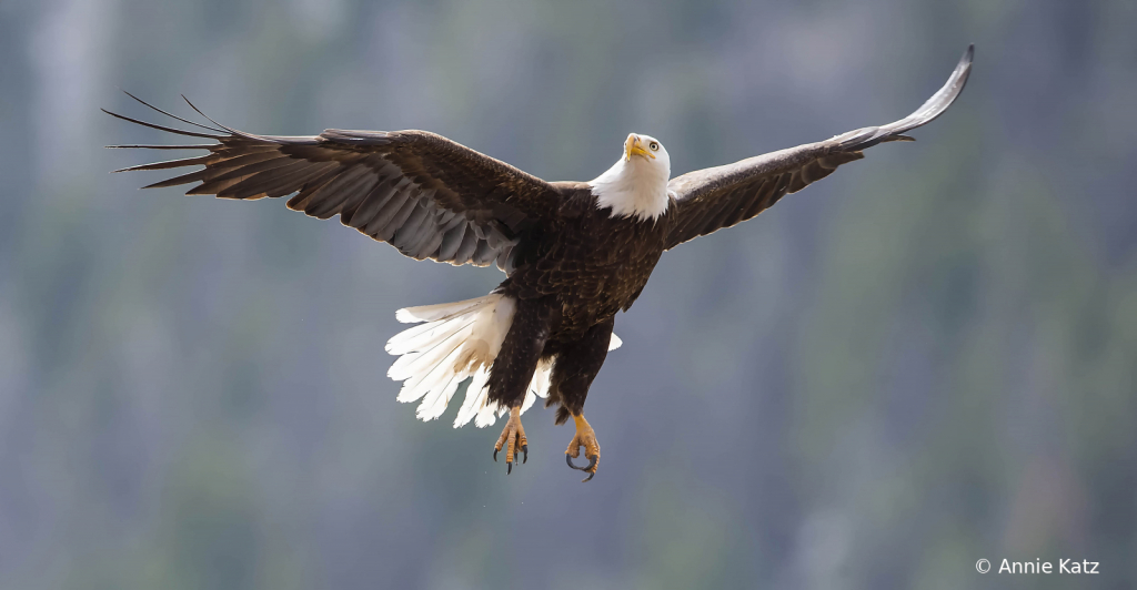 MaleBaldEagle - ID: 15925887 © Annie Katz