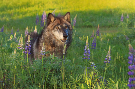 Wolf in Lupines