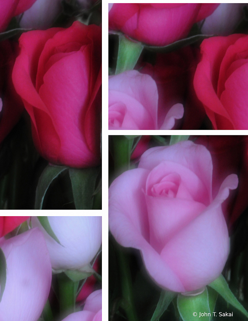 Roses for Valentine's Day  - ID: 15926292 © John T. Sakai