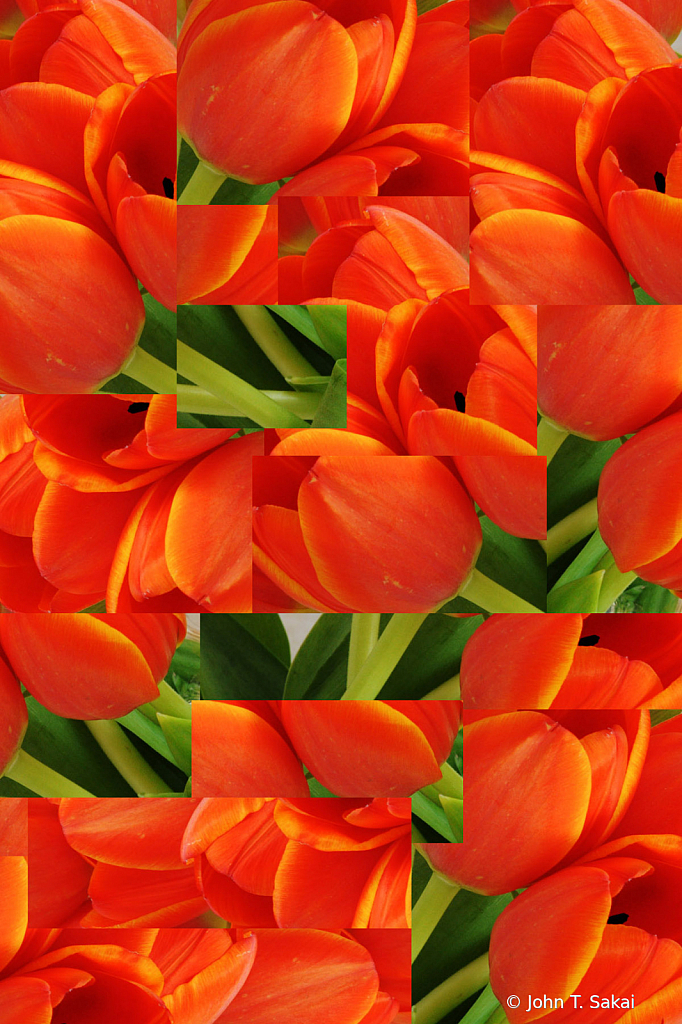 Tulips - ID: 15926300 © John T. Sakai