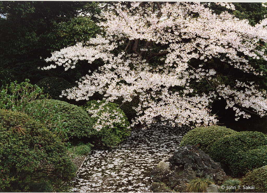 Cherry Blossoms  - ID: 15926442 © John T. Sakai