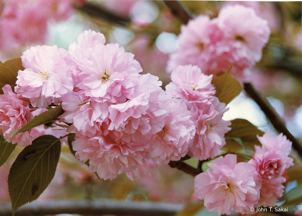 Pink Blossoms  - ID: 15926455 © John T. Sakai