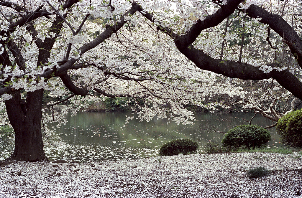 Cherry Blossoms - ID: 15926456 © John T. Sakai