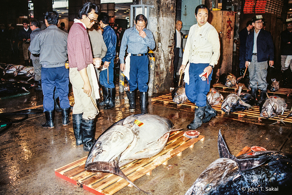 Judging the Tuna's Quality Level - ID: 15926467 © John T. Sakai