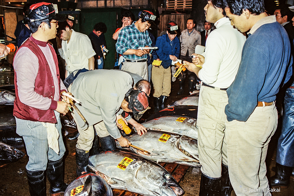Checking Tuna Quality - ID: 15926470 © John T. Sakai