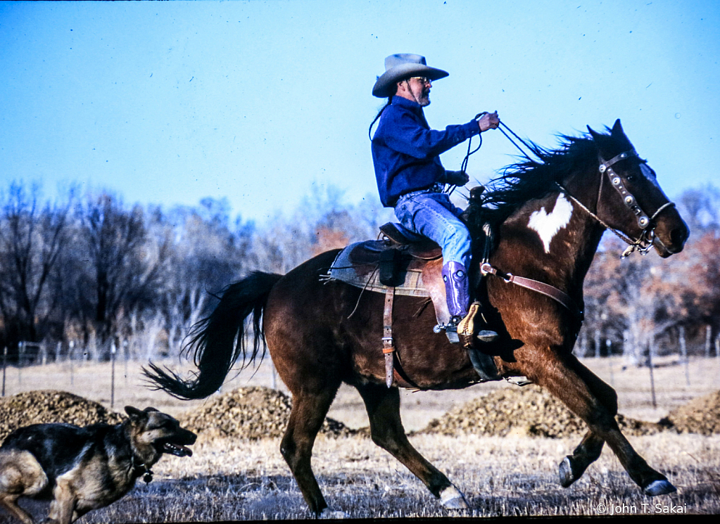 Cowboy Rides with His Dog - ID: 15926560 © John T. Sakai