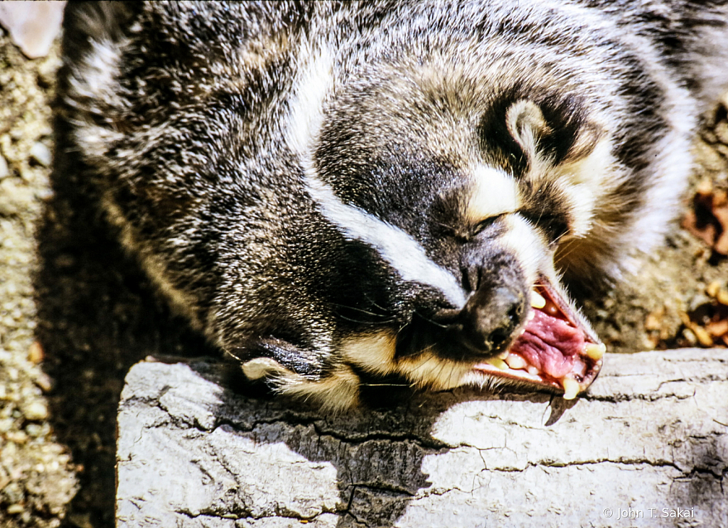 American Badger - ID: 15926591 © John T. Sakai