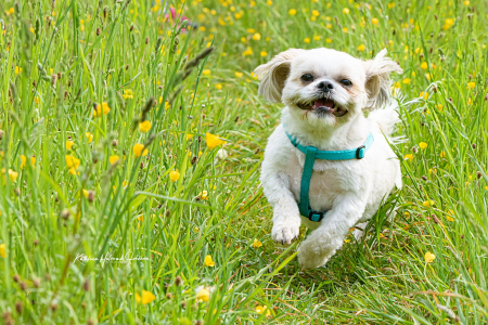 Grand dog - Biscuit!