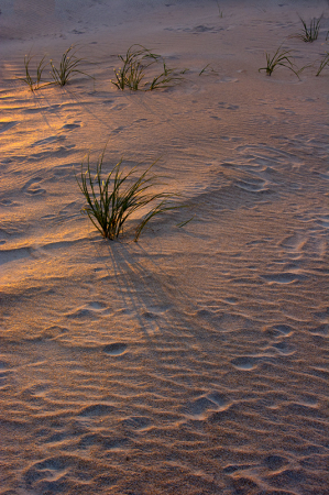 Golden Sands