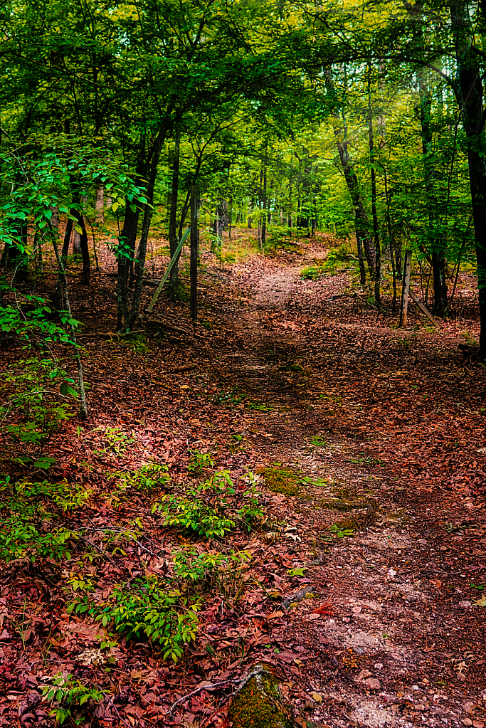 Walk in the Woods in May - ID: 15926657 © Janet Criswell