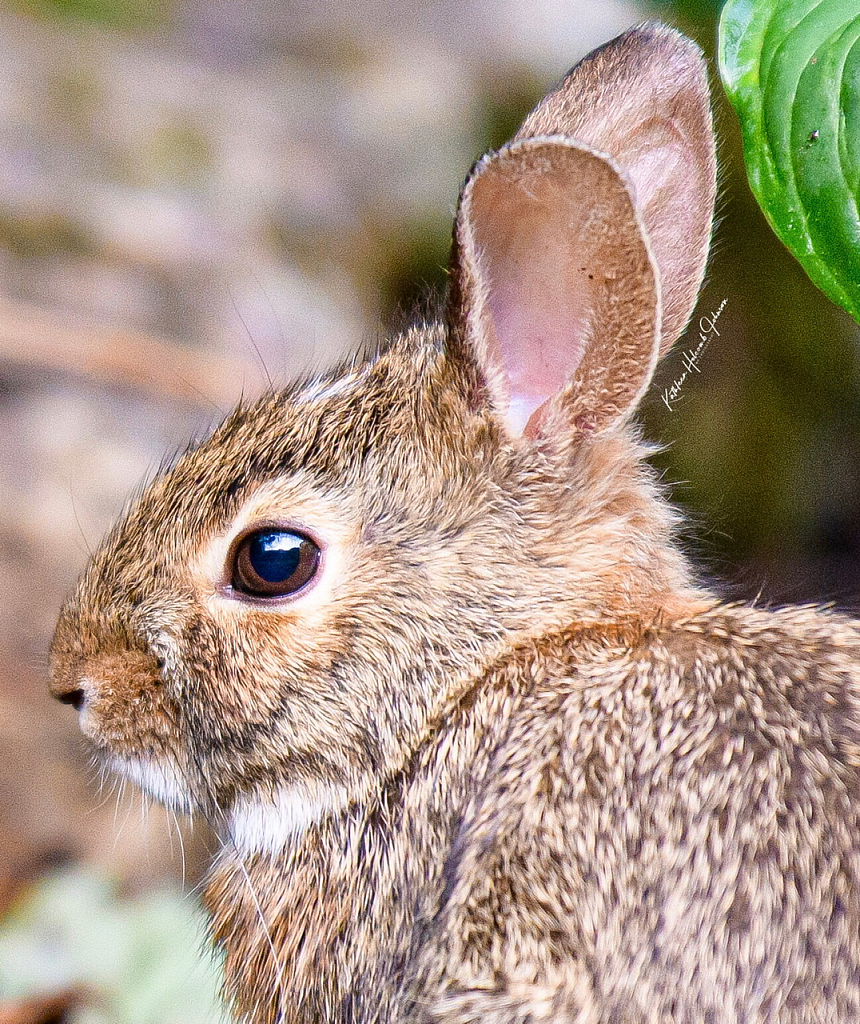 Miss Bunny - Big Beautiful Eyes!