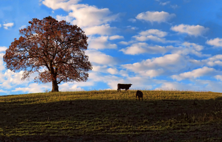 Cows On A Hill