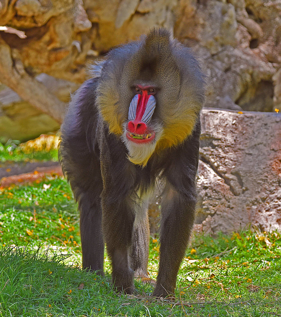 Mandrill Baboon - ID: 15926937 © William S. Briggs