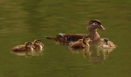 Wood Duck and Babies