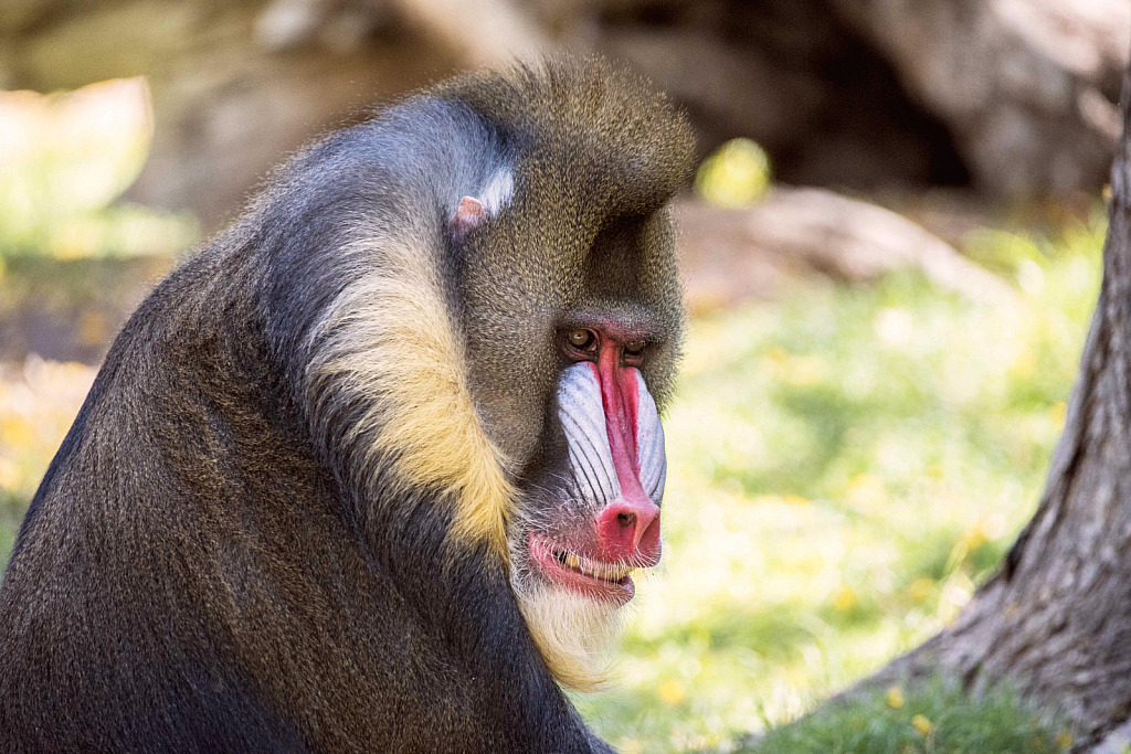 Mandrill Baboon