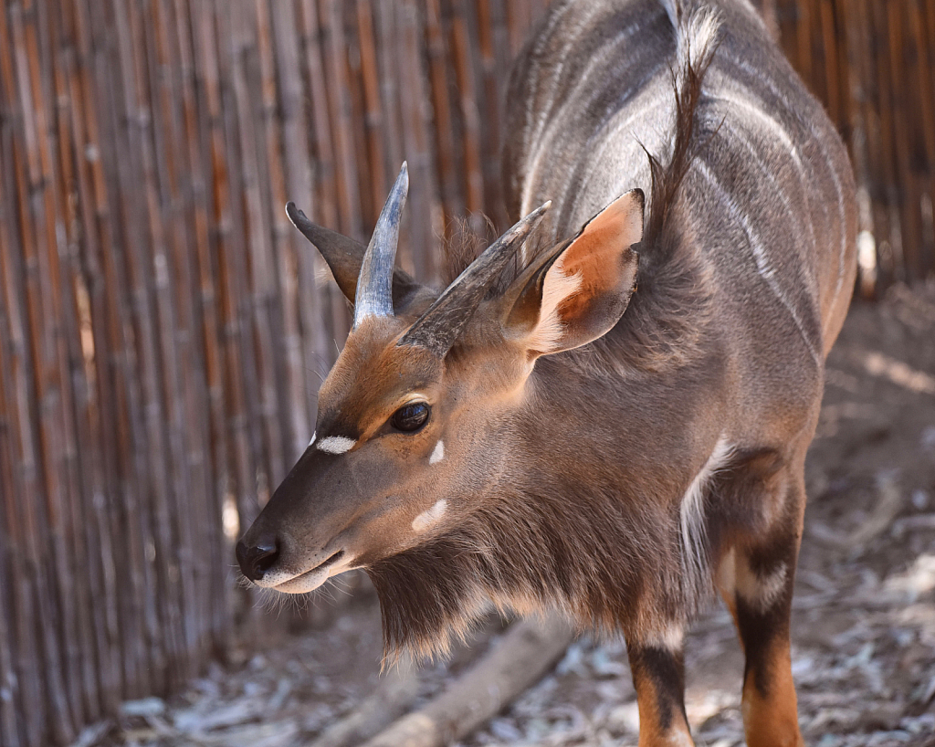 Nyala Antelope - ID: 15926970 © William S. Briggs