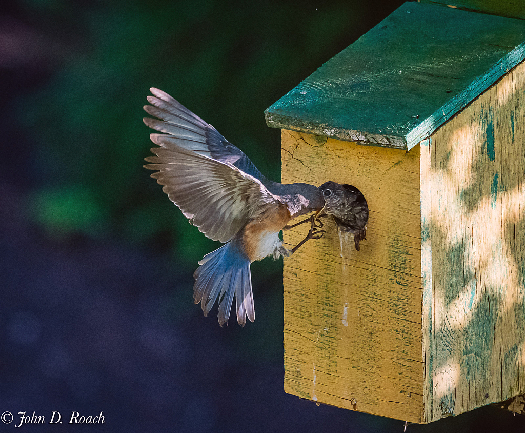 Feeding an eager youngster