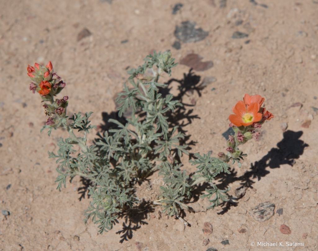 Desert Flower - ID: 15926913 © Michael K. Salemi