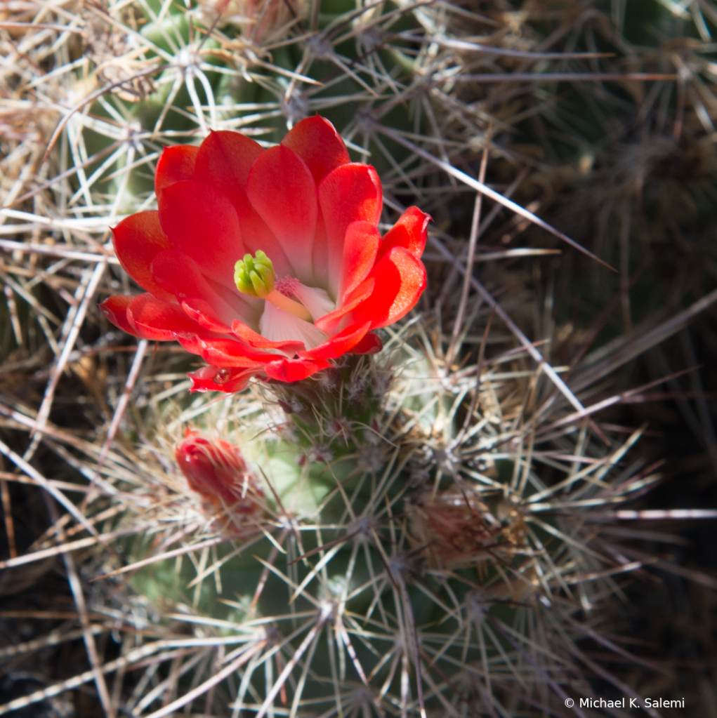 El Malpais Cactus Flower - ID: 15926923 © Michael K. Salemi