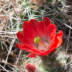 © Michael K. Salemi PhotoID # 15926923: El Malpais Cactus Flower
