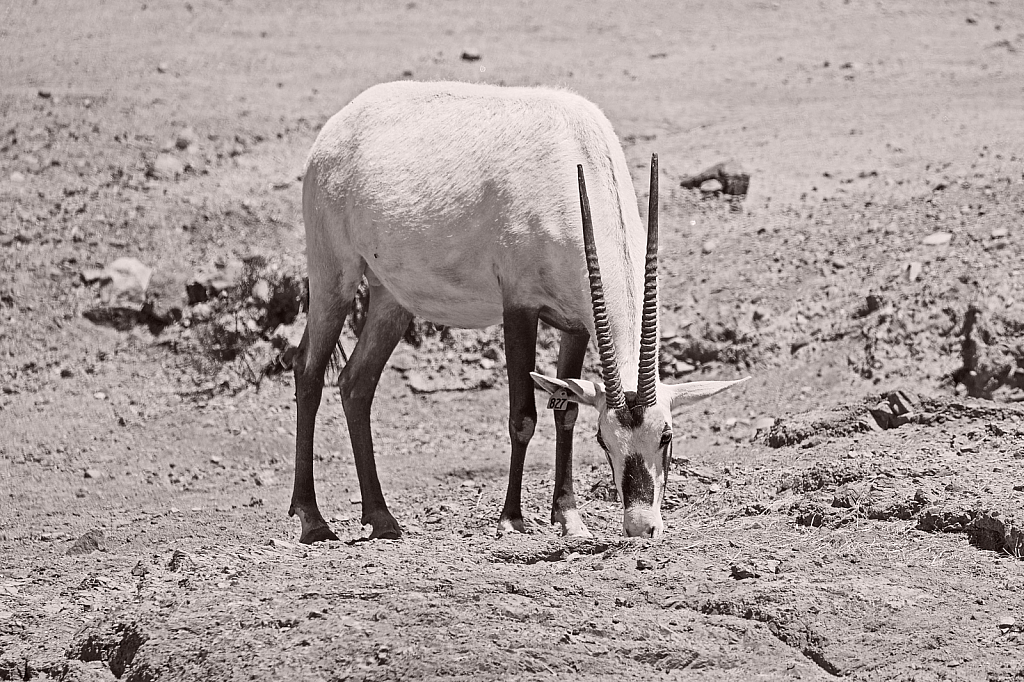 Arabian Oryx - ID: 15927265 © William S. Briggs