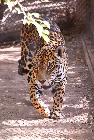 Here Comes The Leopard