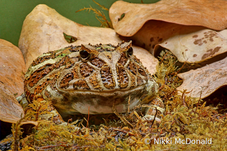 Fantasy Horned Frog