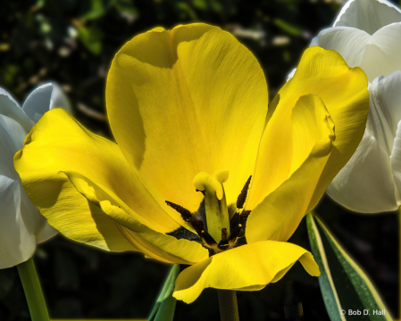 Tulip Closeup