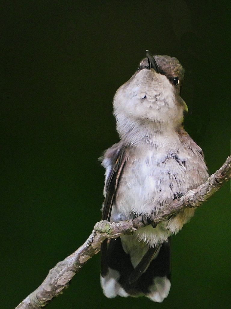 Been Sitting Too Long - ID: 15927015 © Janet Criswell