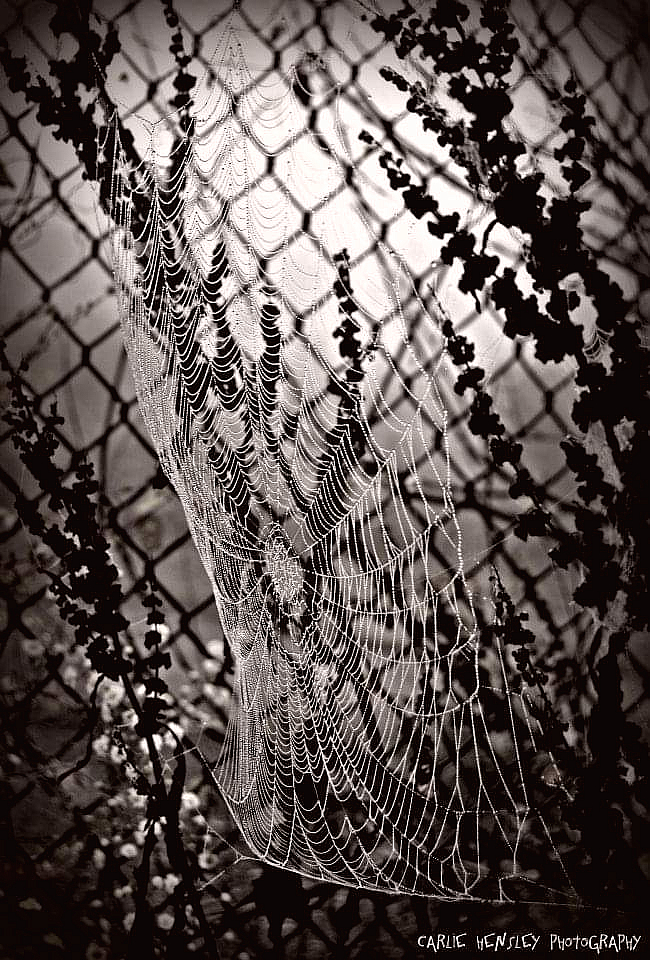 Web of dew