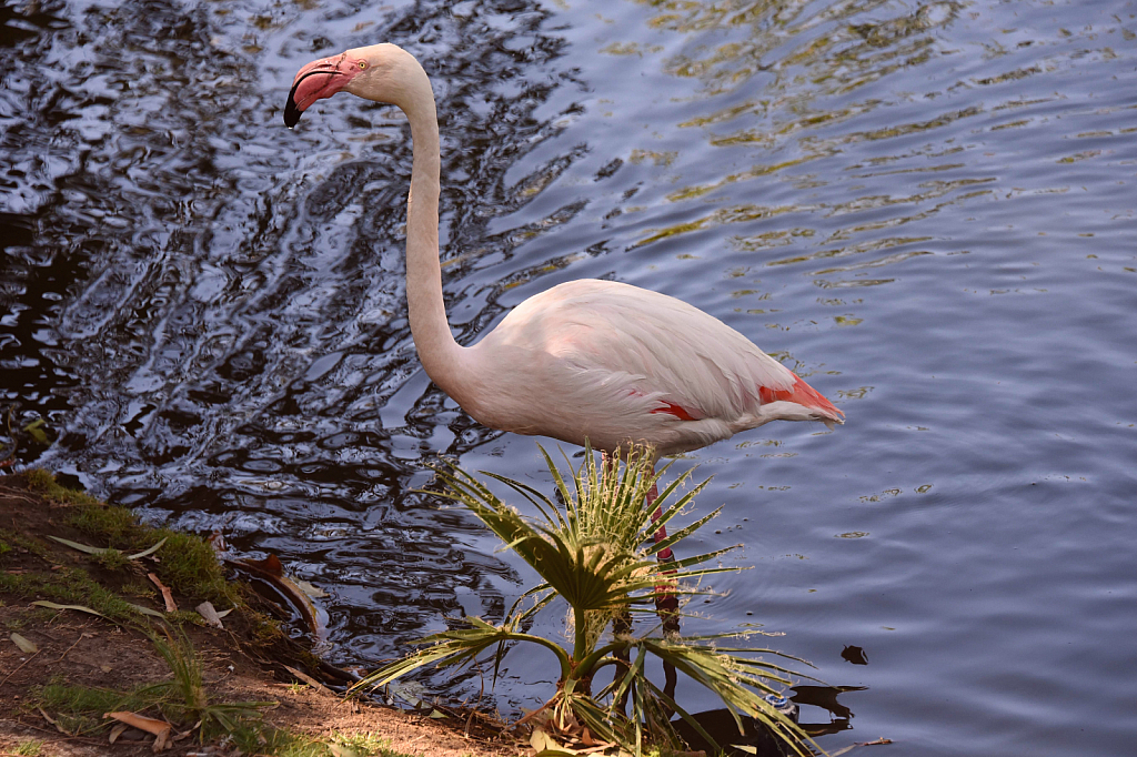 Greater Flamingo - ID: 15927033 © William S. Briggs