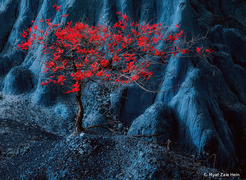 Moonlight Tree