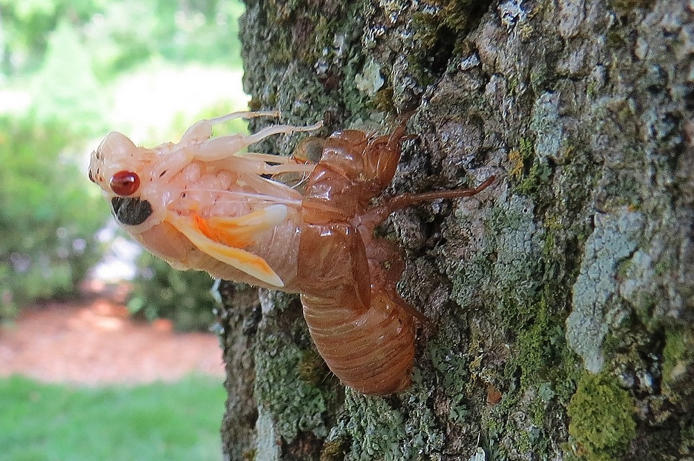 Cicada Transformation