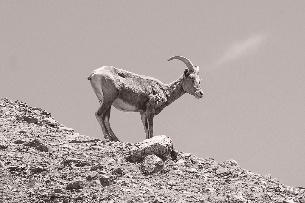 Mountain Goat On Top Of The Hill