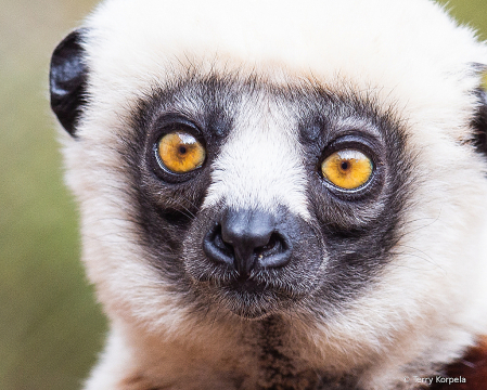 Coquerel's Sifaka (Medium Sized Lemur)