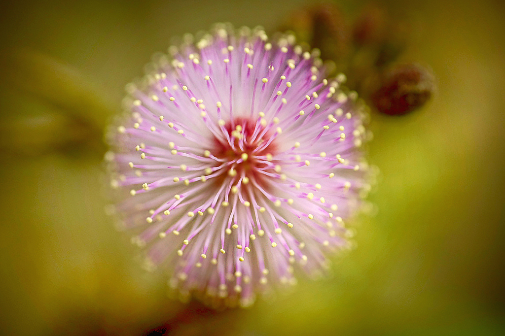 cycle flower